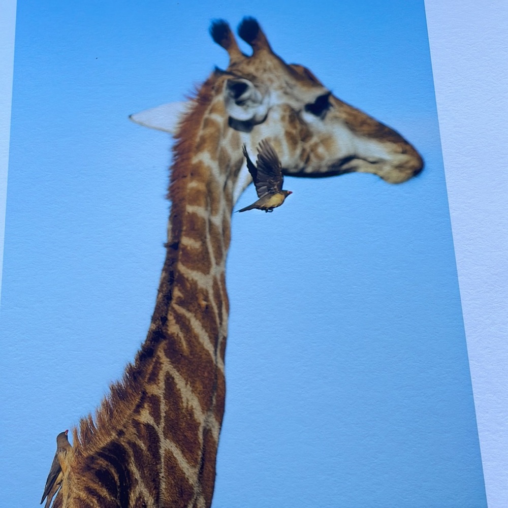 8.5 x 11 inch fine art photography print - giraffe & oxpeckers, South Africa - Picture 2 of 2